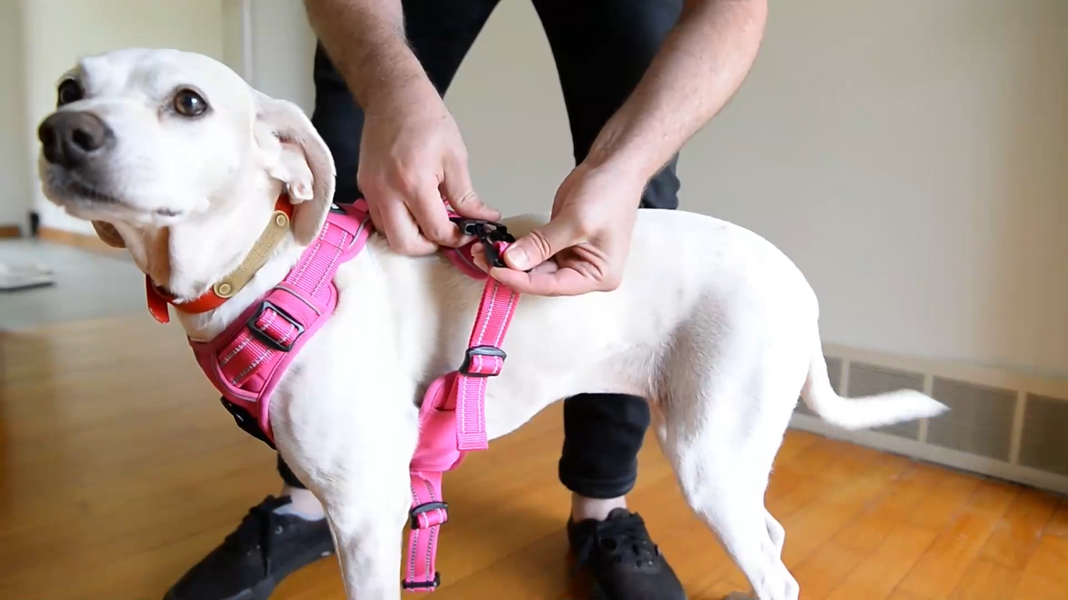 Collars And Leash's