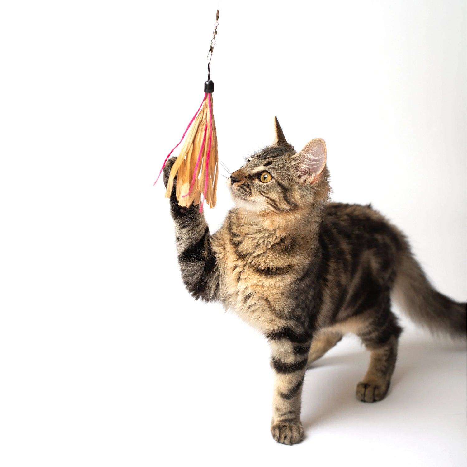 Cat Toys